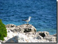 Seagull on island Knežić